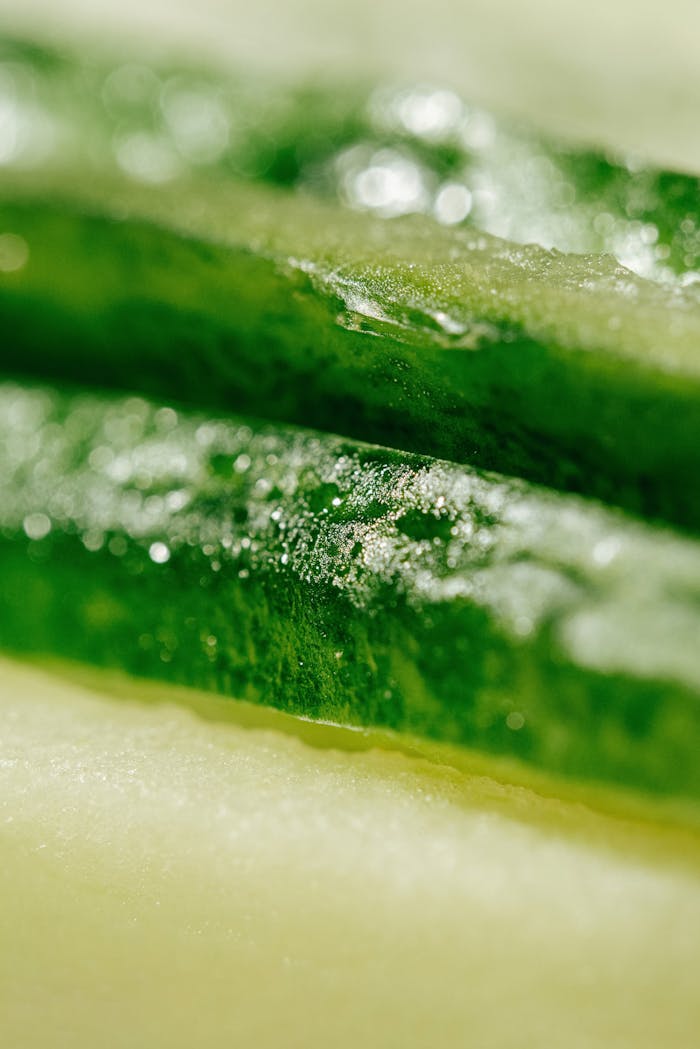 Macro shot of vibrant green seaweed with dewdrops, showcasing its organic texture.